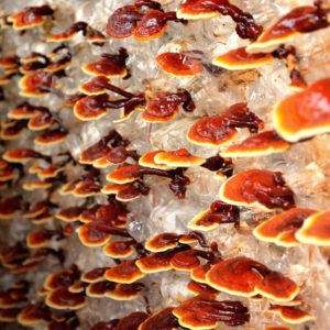 Reishi houba jak ji pestovat