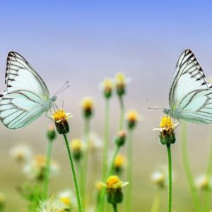 motyl na kvetine