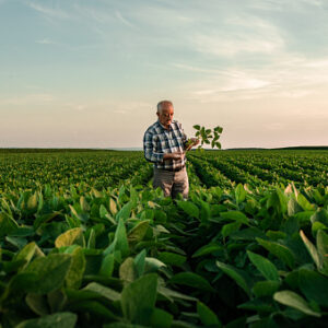 Senior farmer standing in soybean field examining crop at sunset.