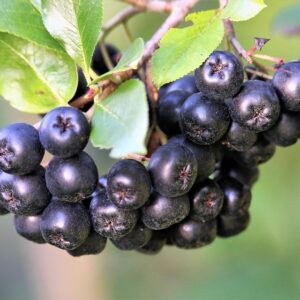 aronia-berries-5442465_960_720