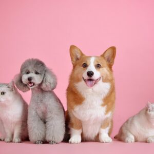 pets-3715733_960_720